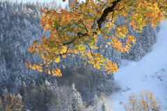 Dr. C.H. Bellinger: Vom Herbst zum Winter